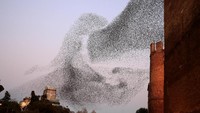 Ini merupakan penampakan migrasi burung jalak di atas langit Roma, Italia, pada 23 Januari 2018 Foto: REUTERS/Tony Gentile