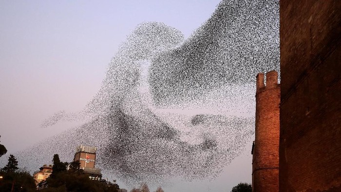 A flock of starlings fills the sunset over Rome, Italy January 24, 2018. REUTERS/Tony Gentile