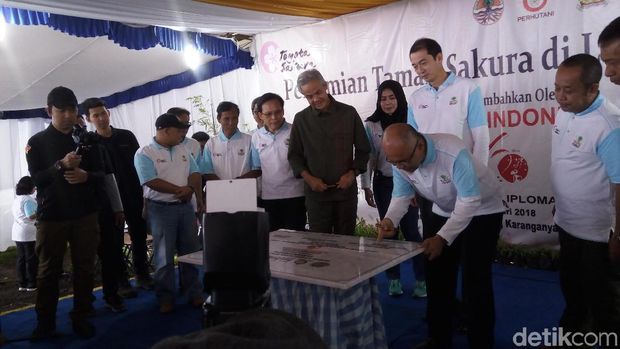 Toyota Sulap Lereng Lawu Karanganyar Jadi Taman Sakura