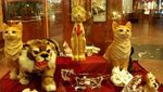 Foto: Surga Para Pecinta Kucing
