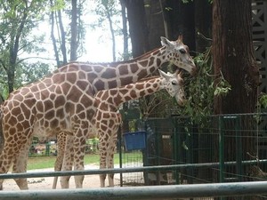 Bermain Bersama Jerapah di Kebun Binatang Ragunan