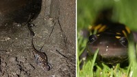 Di Inggris, Salamander memiliki jalur khusus melalui terowongan bawah tanah. Istimewa/Boredpanda.