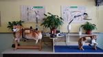 Foto: Surga Para Pecinta Kucing