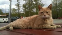 Di Alaska tepatnya di Kota Talkeetna, traveler bisa berjumpa dengan walikotanya yang seekor kucing. Ini serius! Namanya Stubbs, kucing kehormaan yang dipelihara Keluarga Spones.Namun Stubbs sudah meninggal, Kota Talkeetna berduka dan kehilangan walikota kesayangannya. (Talkeetna Mayor Stubbs/Facebook)