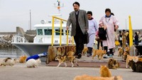 Di Jepang terdapat pulau yang didomisoli oleh ratusan kucing. Pulau ini bernama Pulau Aoshima, berada di sebelah selatan Jepang. (Thomas Peter/REUTERS)