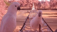 Berbeda dari negara lainnya, di Victoria, Amerika Serikat, memiliki jembatan tambang untuk penyeberangan burung Kakak Tua. Istimewa/Boredpanda.