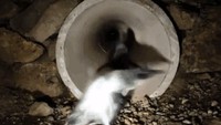 Di New Zealand ada jembatan terowongan bawah tanah yang digunakan untuk penyeberangan pinguin. Istimewa/Boredpanda.