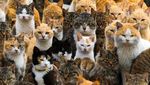 Foto: Surga Para Pecinta Kucing