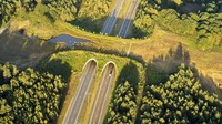 Di Belgia terdapat jembatan besar yang dibangun di atas jalan raya. Jembatan itu dibangun bagi hewan liar yang berada di kawasan hutan di sekitarnya. Istimewa/Boredpanda.