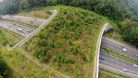 Sementara di negara tetangga, Singapura, terdapat jembatan Ecoduct yang ditumbuhi oleh pohon-pohon di atasnya. Istimewa/Boredpanda.