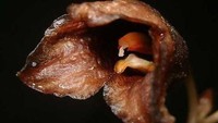 Pada Agustus tahun lalu, bersama peneliti Universitas Indonesia (UI) Jatna Supriatna, dia mempublikasikan spesies baru dari kelompok anggrek hantu (holomikotropik) dengan nama Gastrodia bambu. (Foto: LIPI via BBC)