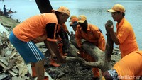 Mereka mengangkat kayu yang mengambang di danau.