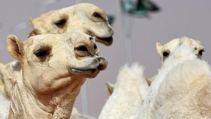 Camels are seen during a beauty contest as part of the annual King Abdulaziz Camel Festival in Rumah, some 160 kilometres east of Riyadh, on January 19, 2018. The 28-day King Abdulaziz Camel Festival features races and camels beauty contest, known as Miss Camel with prizes amounting to $30 million.