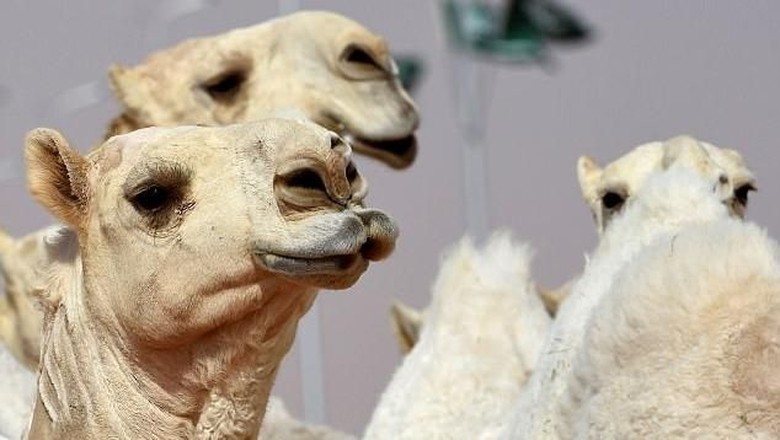 festival kecantika unta arab Camels are seen during a beauty contest as part of the annual King Abdulaziz Camel Festival in Rumah, some 160 kilometres east of Riyadh, on January 19, 2018. The 28-day King Abdulaziz Camel Festival features races and camels beauty contest, known as Miss Camel with prizes amounting to $30 million.