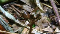 Nama spesies berasal dari kata Bahasa Indonesia bambu merujuk pada habitatnya yang spesifik di sekitar rumpun-rumpun bambu.  (Foto: LIPI via BBC)