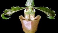 Di belantara Aceh dengan ketinggian 1500-1600 meter dpl ditemukan satu spesies baru anggrek kantung, Paphiopedilum bungebelangi.  Nama Paphiopedilum bungebelangi dipilih oleh Destario, diambil dari bahasa Gayo di Aceh Tengah: kata bunge berarti bunga dan belangi yang artinya cantik atau indah. (Foto: LIPI via BBC)