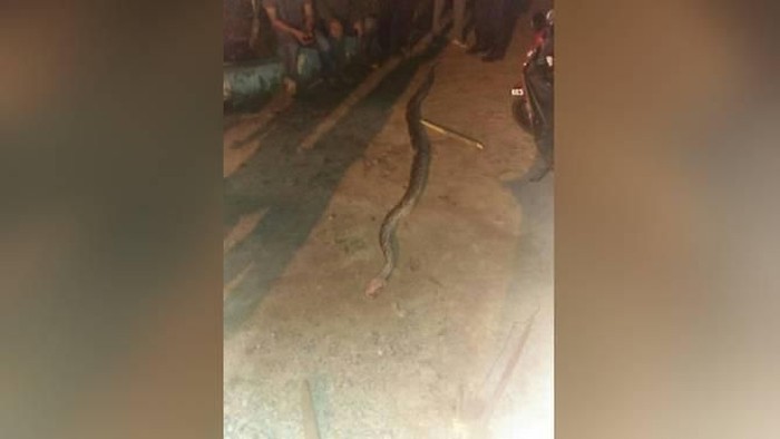 Naik Motor Sambil Pegang Ular Piton, Pria Malaysia Tewas Dililit