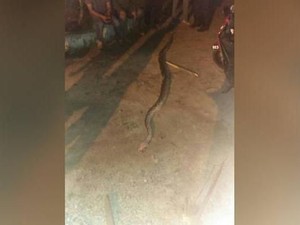 Naik Motor Sambil Pegang Ular Piton, Pria Malaysia Tewas Dililit