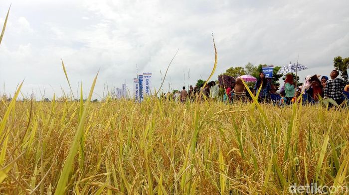 Foto: Raja Adil Siregar/detikcom Foto: Raja Adil Siregar/detikcom