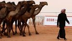 Foto: Kontes Kecantikan Unta di Arab Saudi