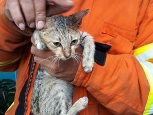 Aksi Petugas Damkar Bandung Selamatkan Kucing Terjebak di Pipa