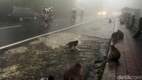 Sekumpulan monyet menonton dari pinggir jalan.