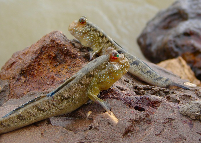 Ikan Gobies berjalan. (commons.wikimedia.org/Bjørn Christian Tørrissen)