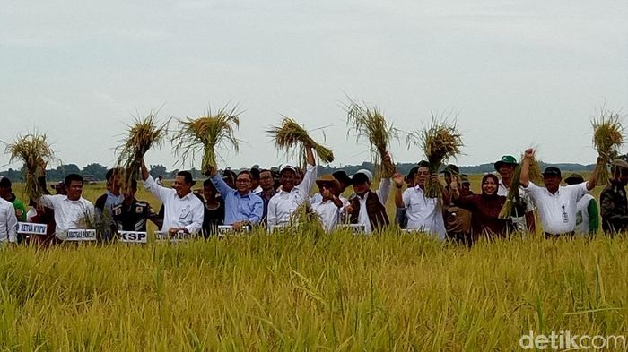 Foto: Raja Adil Siregar/detikcom Foto: Raja Adil Siregar/detikcom