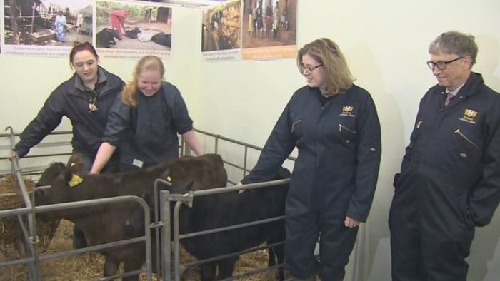 Bill Gates mengamati ternak. Foto: BBC Bill Gates mengamati ternak. Foto: BBC