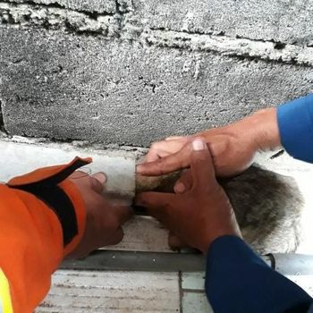Aksi Petugas Damkar Bandung Selamatkan Kucing Terjebak di Pipa