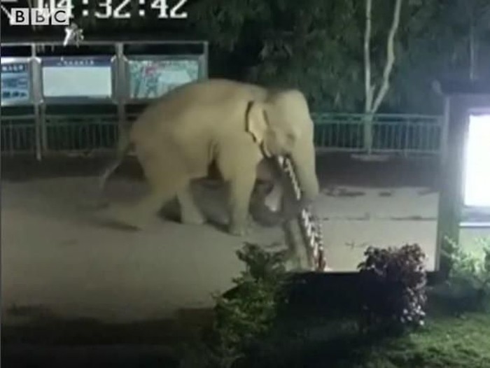 Unik, Saat Gajah Liar Diam-diam Lompati Pagar Perbatasan 2 Negara