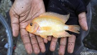 Warga menunjukan seekor ikan yang berhasil dipancing.