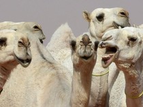 20 Ekor Unta Didiskualifikasi dari Festival karena Botox