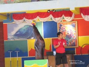 Ada Singa Laut Lucu di Ancol
