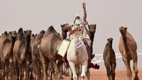 Para juri menilai unta dari berbagai aspek, seperti bentuknya (AFP/Getty Images)