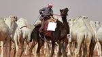 Foto: Kontes Kecantikan Unta di Arab Saudi