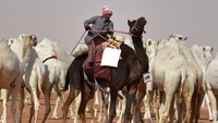 Puluhan ribu unta ikut serta dalam kontes ini (AFP/Getty Images)