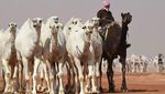 Foto: Kontes Kecantikan Unta di Arab Saudi