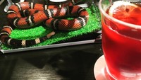 Tempat ini memiliki 35 ekor ular. Para pengunjung yang mampir, bisa memilih ingin ditemani minum oleh ular yang mana. (rain1230yp/Instagram)