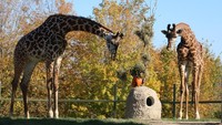 Di Toronto terdapat Toronto Zoo dengan luas 287 Hektar. Kebun binatang ini rumah bagi 16.000 hewan dari 491 spesies. Toronto Zoo menjadi kebun binatang terbesar di Kanada (The Toronto Zoo/ Facebook)