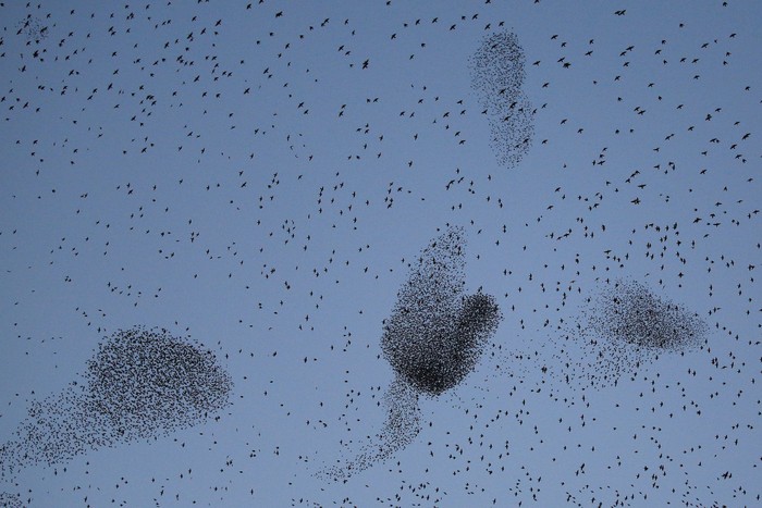 A flock of starlings fills the dusk sky over Rome, Italy January 29, 2018. REUTERS/Tony Gentile