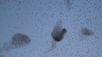 Di langit, kawanan burung ini membentuk berbagai macam bentuk