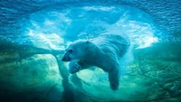 Colombus Zoo and Aquarium merupakan kebun binatang di Columbus, Ohio, AS. Dengan luas 37 Hektar, kebun binatang ini rumah bagi 5.000 hewan dari 700 spesies (Colombus Zoo and Aquarium /Facebook) 