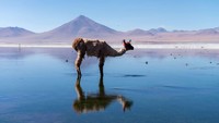 Agen perjalanan di Bolivia menawarkan berbagai paket ke Salar de Uyuni. Paket-paketnya pun disesuaikan, mulai dari USD 185, setara Rp 2,4 juta (CNN Travel)