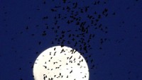 Potret kawanan burung di langit dengan latar bulan