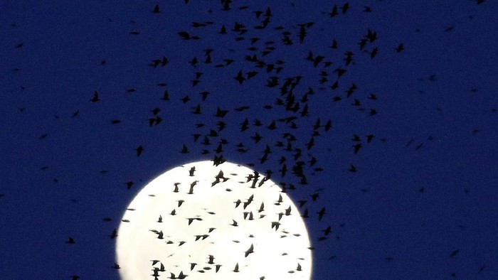 A flock of starlings fills the dusk sky over Rome, Italy January 29, 2018. REUTERS/Tony Gentile