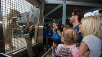 San Diago Zoo adalah salah satu kebun bintang terbesar di dunia dengan 4.000 hewan dari 800 spesies di wilayah 40 Hektar. Kebun bintang ini juga menjadi tempat konservasi bagi hewan-hewan langka (San Diago Zoo/Facebook)