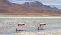 Salar de Uyuni dalam film Star Wars:The Last Jedi menjadi situs untuk basis pemberontak. Tempat ini dijadikan sebagai planet mineral crait yang punya medan unik untuk pertempuran Kylo Ren dan Luke Skywalker. (CNN Travel)