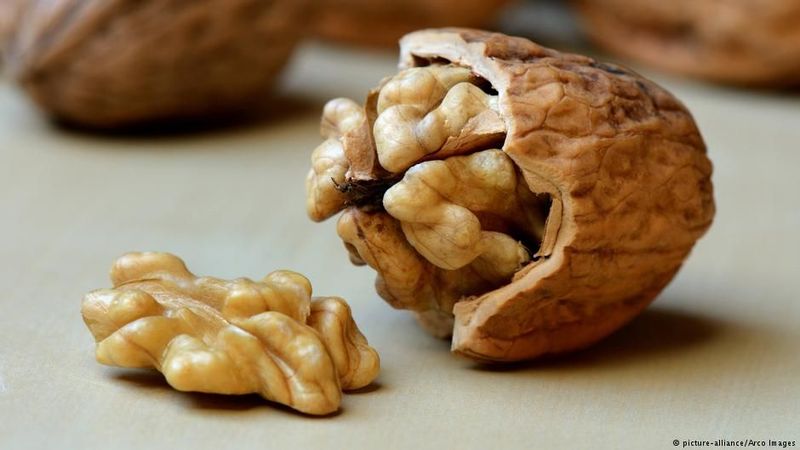 Walnut Biang Kerok Sengketa Bernilai 64 Juta Rupiah Di Jerman