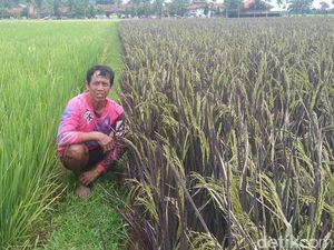 Mengenal Purple Rice, Padi Korea yang Dibudidayakan Warga Purworejo
